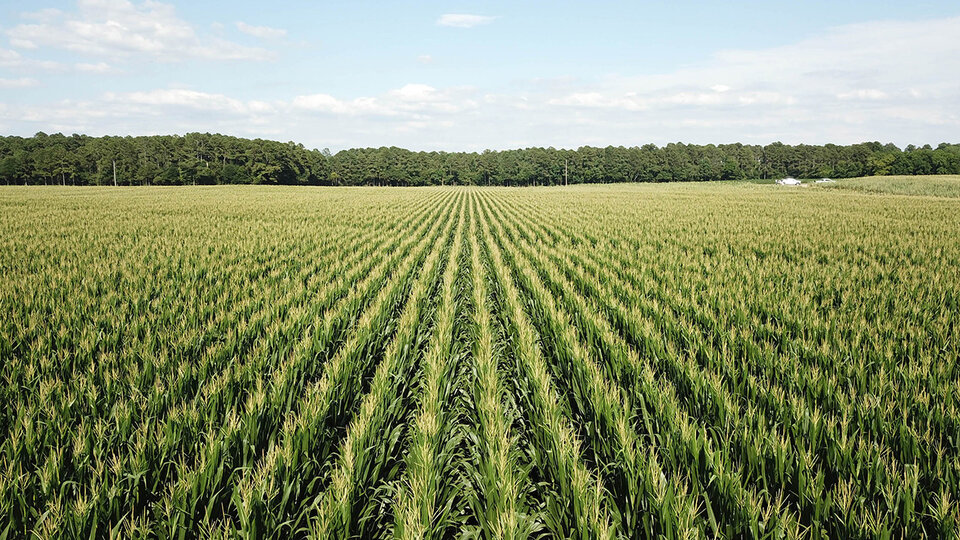 Aerial view of a corn field.