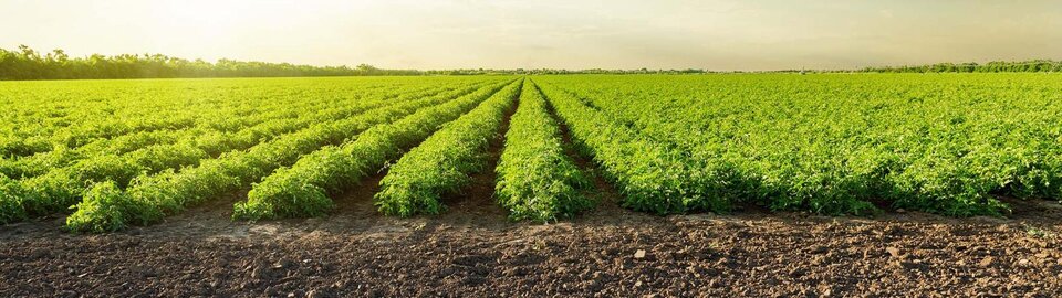 Crops at sunset.