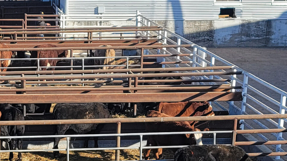 Photo of a cattle pen outside a sale barn.