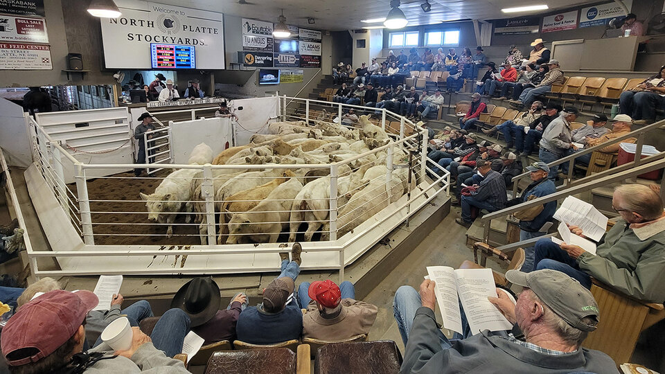 Photo of the inside of the livestock sale barn in North Platte