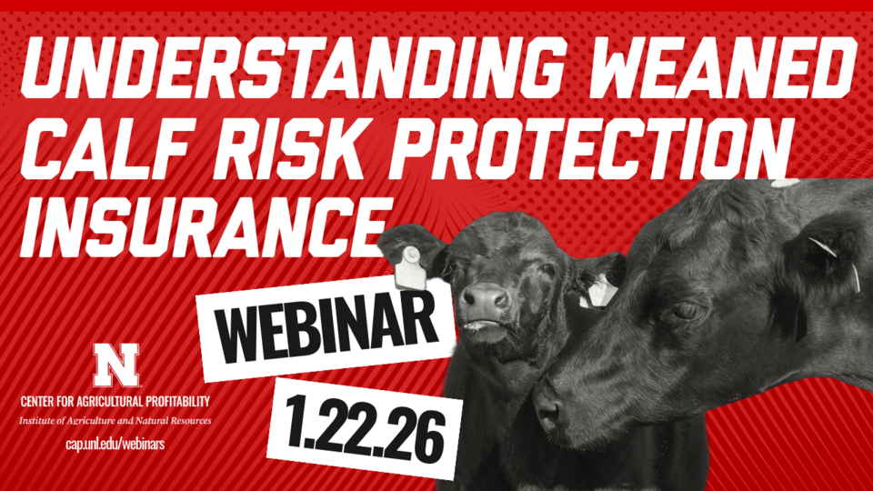 Photo of a cow/calf pair with the block "N" Nebraska Center for Ag Profitability/IANR logo and text: "Understanding Weaned Calf Risk Protection Insurance" "Webinar 1.22.26"