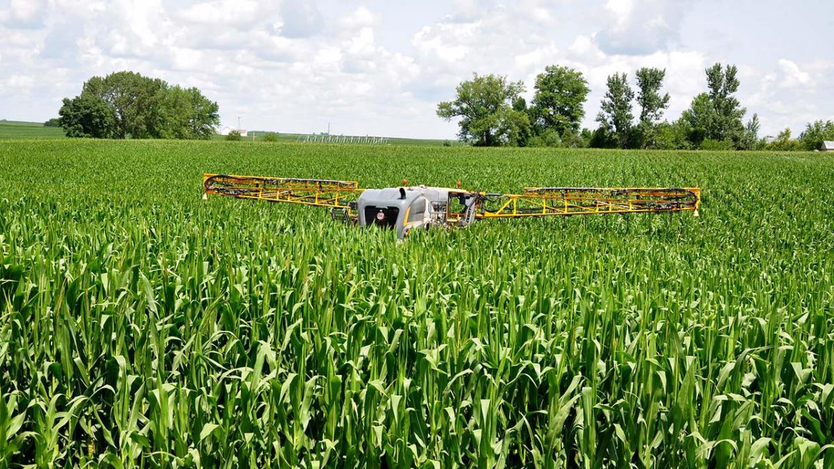 Fertilizer application in corn field.