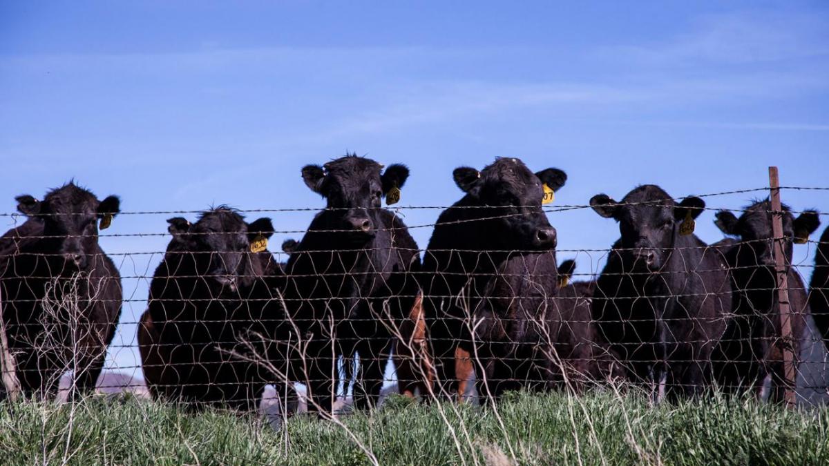 Cattle behind fenceline.