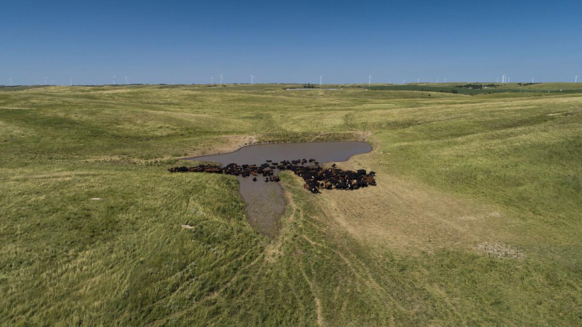 Cattle in sandhills.
