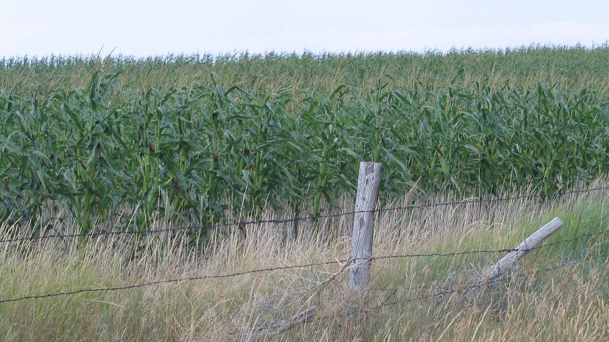 Corn standing in field behind fenceline.