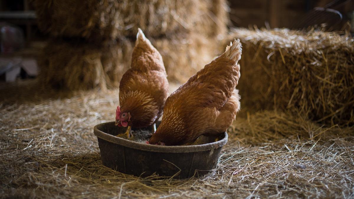 Chickens in barn.