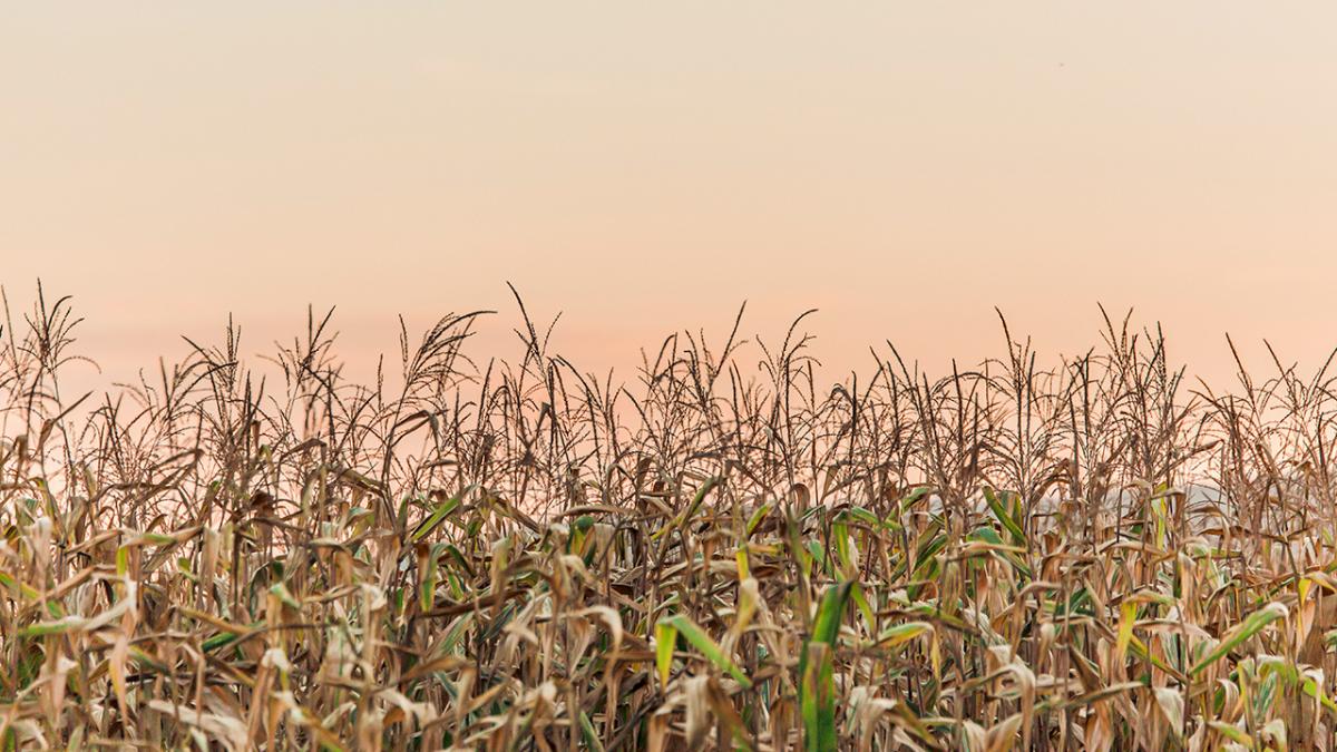 Mature corn standing in field.