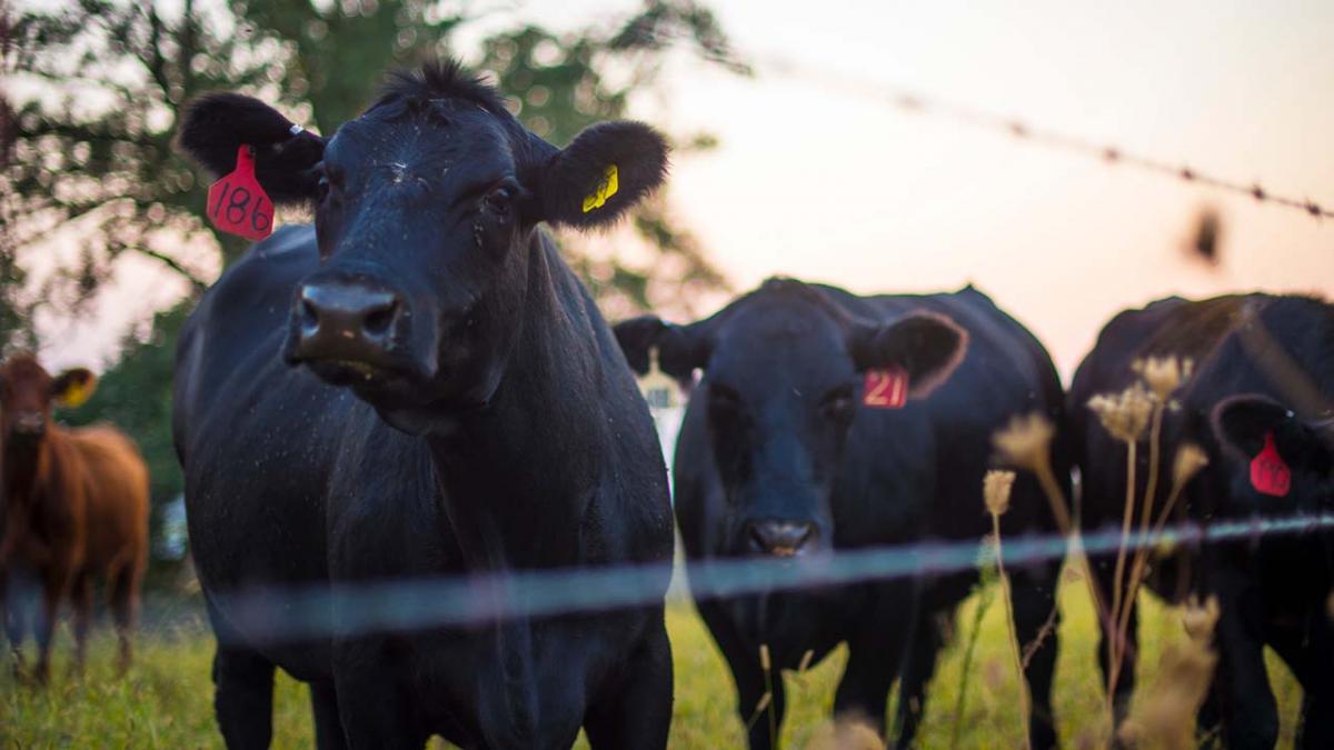 Black cows behind fence.