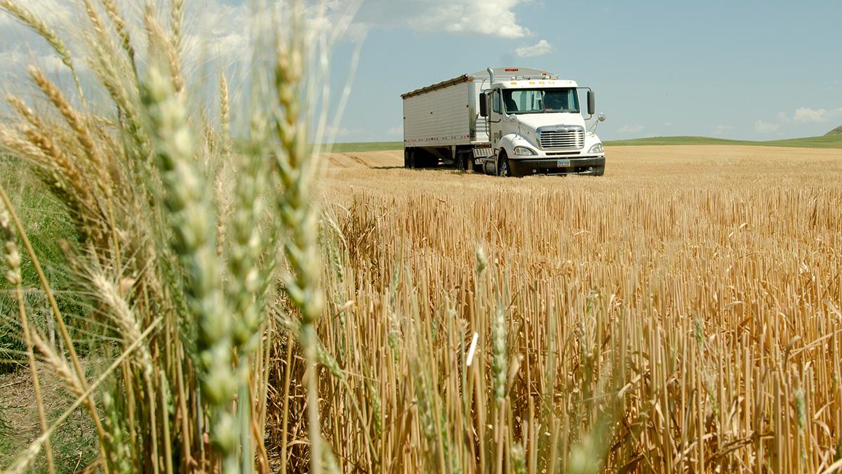 Grain truck in wheat field.