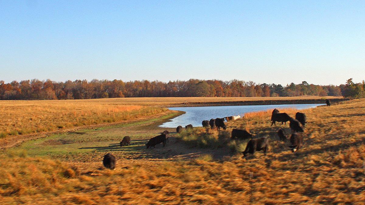 Cattle herd around dry pond.