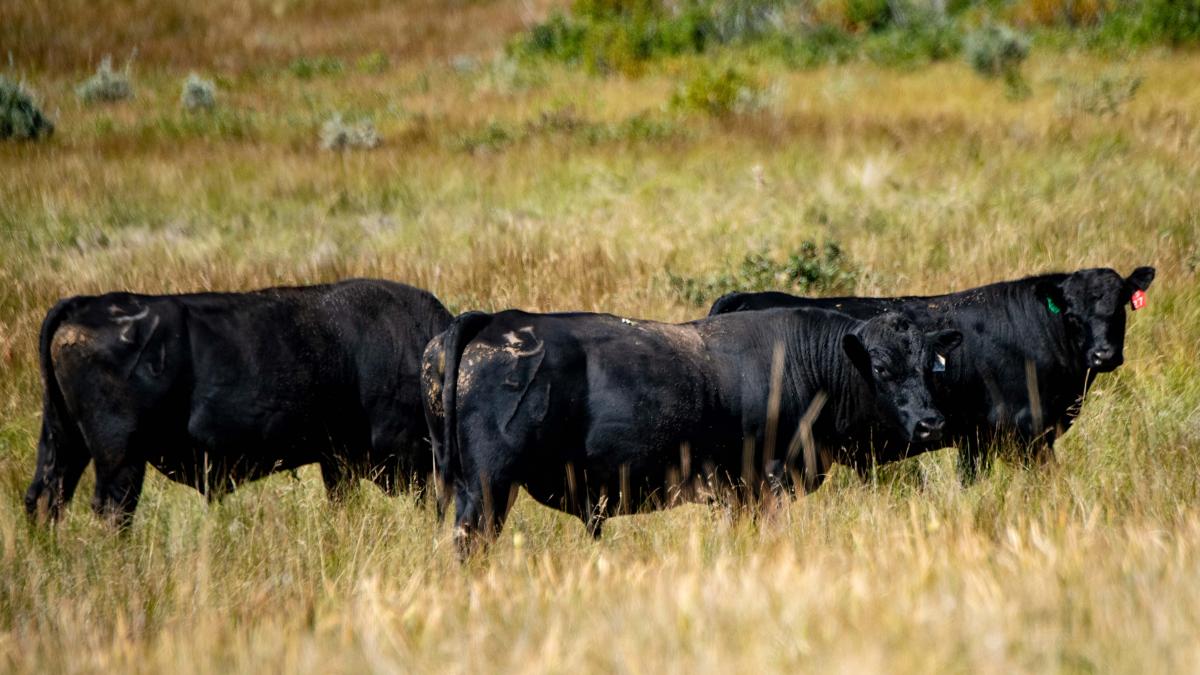 Cattle in field.