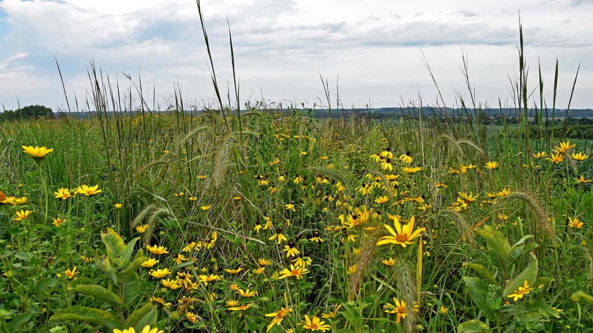 Native grasses and forbs in prairie strip/