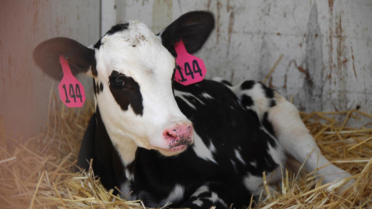 Holstein calf resting.