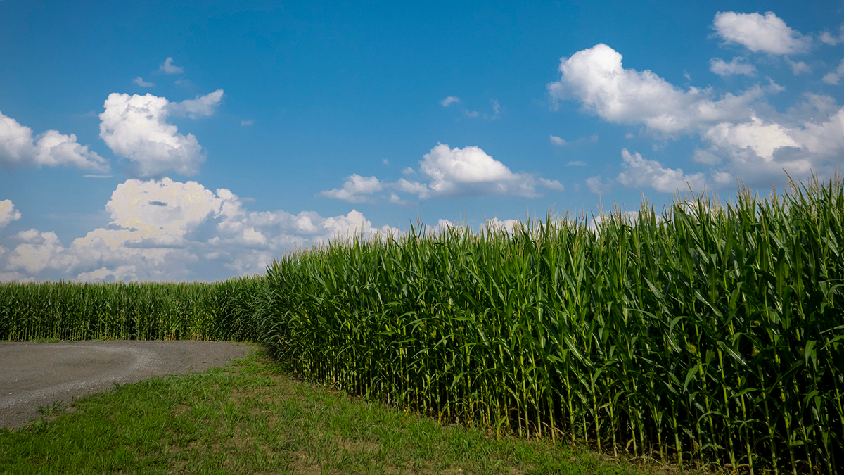 Corn field and road.