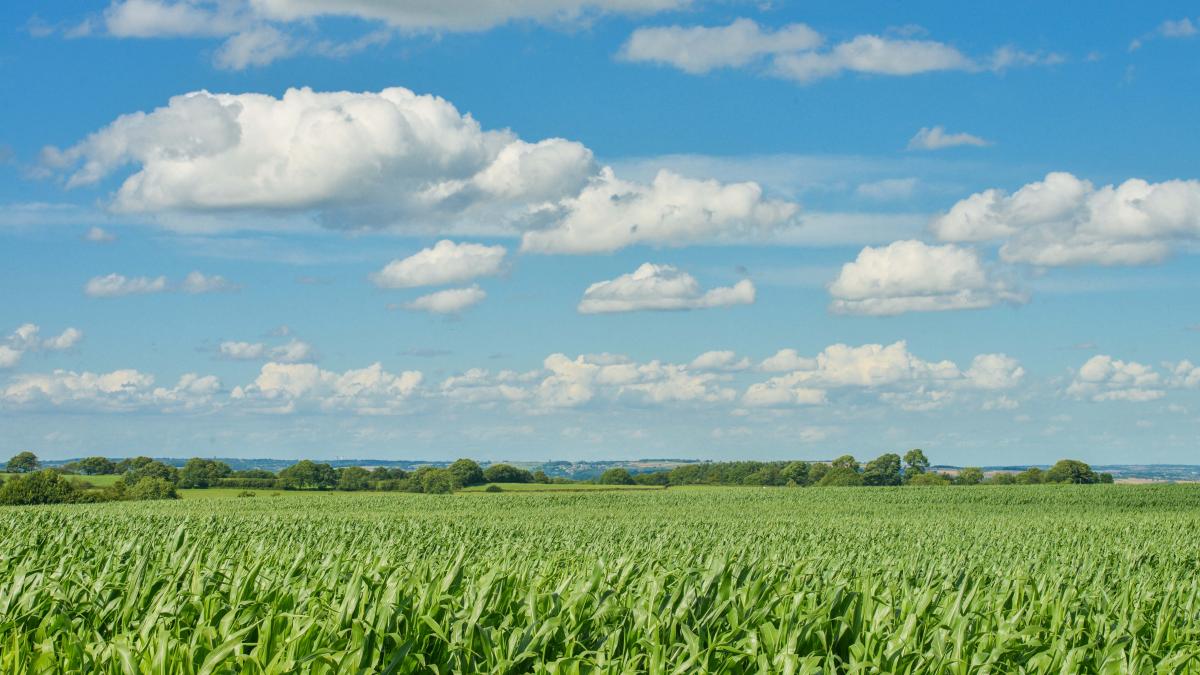 Corn Field under Blue Sky