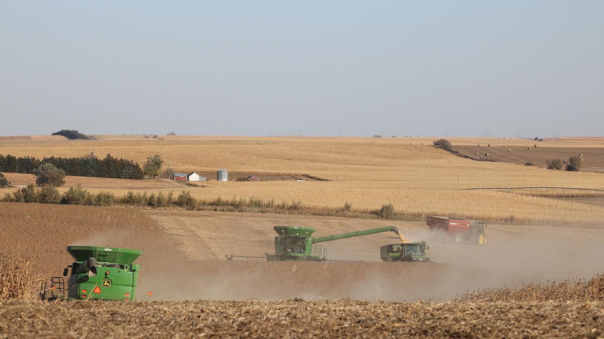 Combines harvesting corn and soybeans.