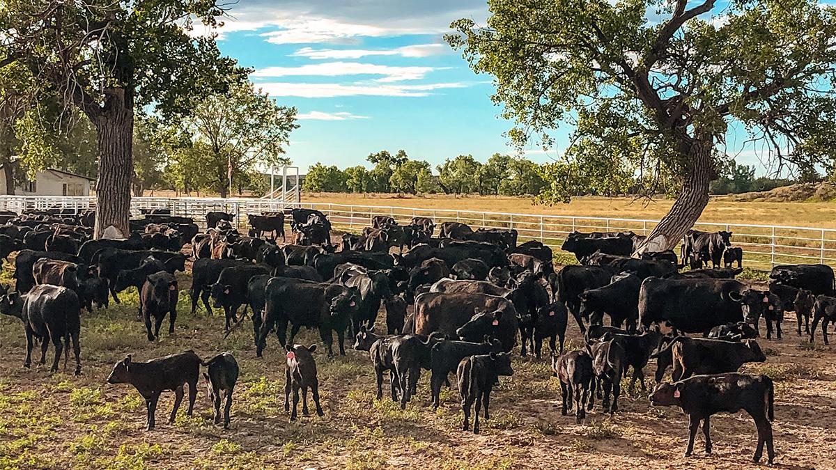 Angus cattle in pen.