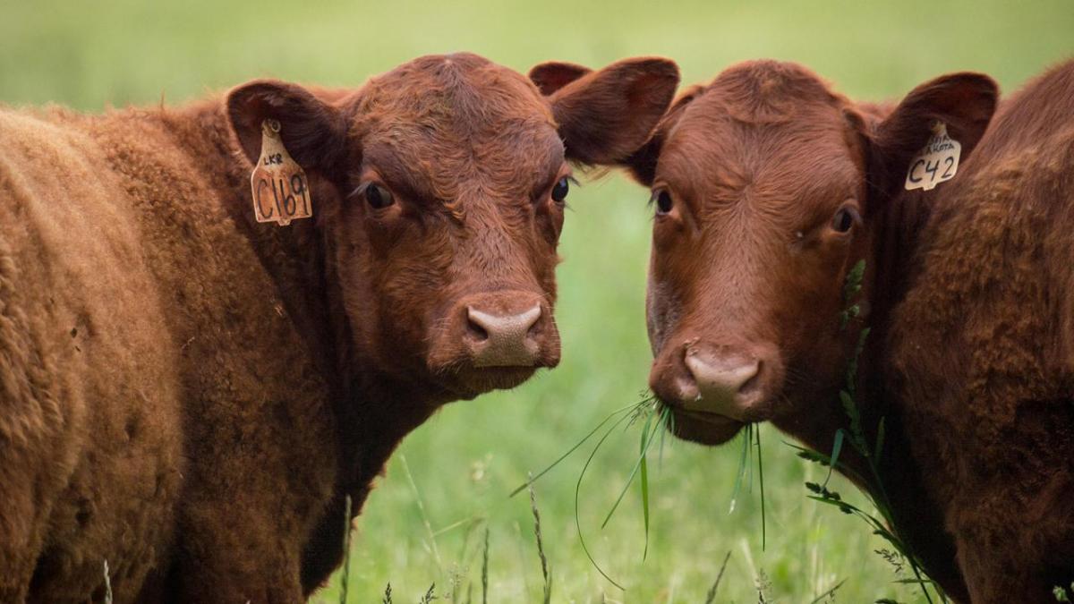 Closeup of two brown cows.