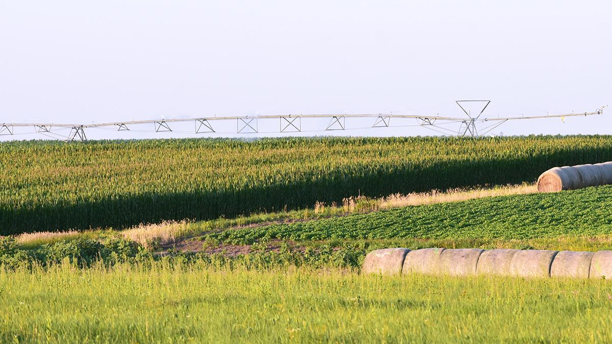 Corn and soybeans with pivot.