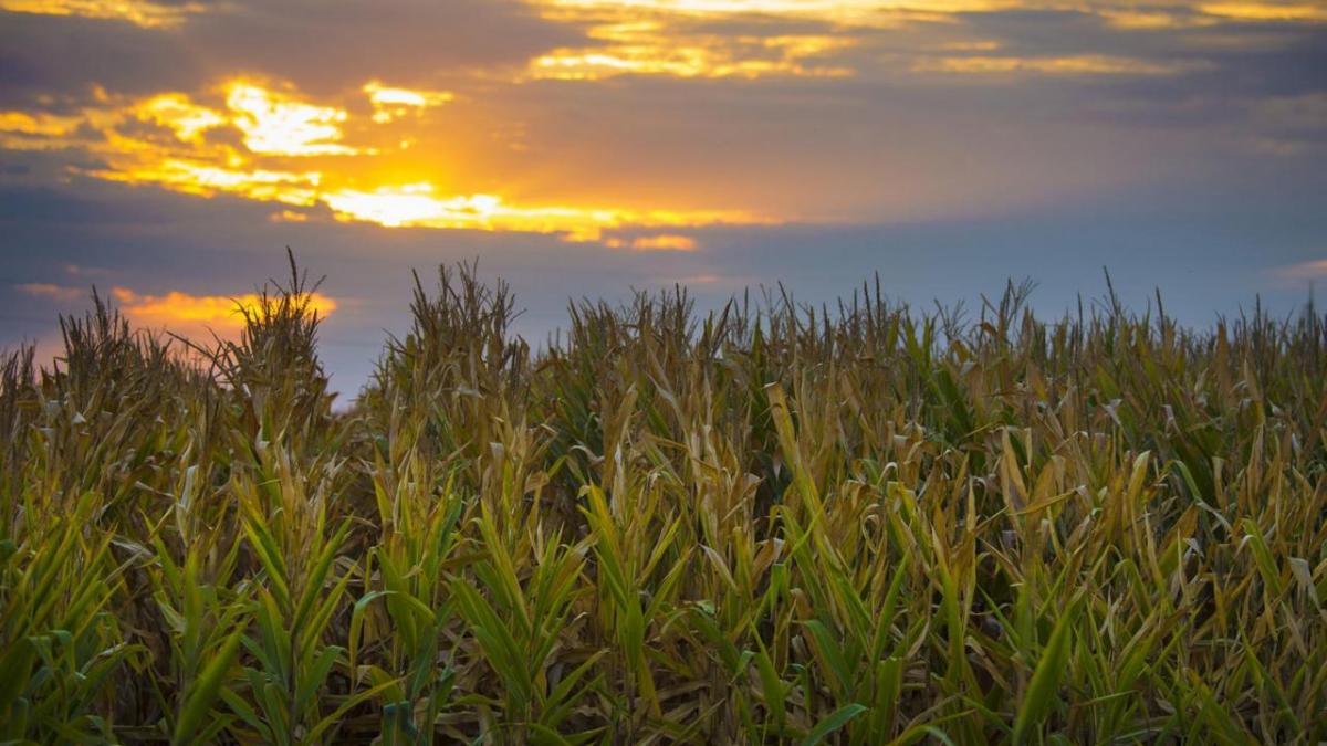 Corn filed at sunset.