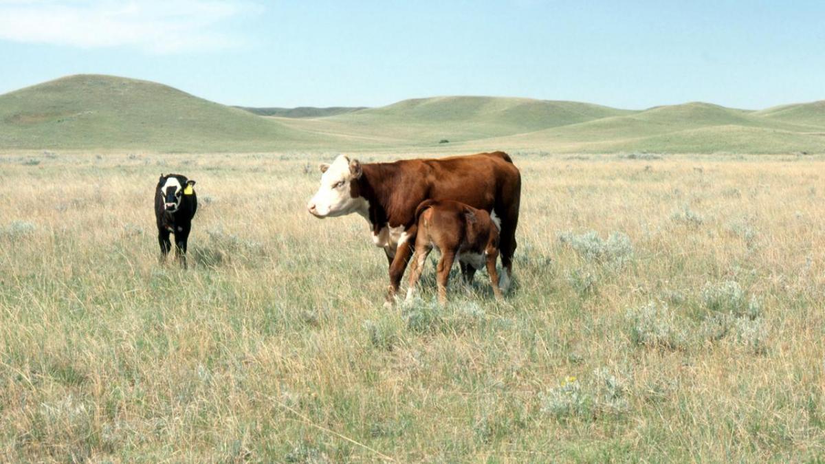Cow-calf pair in pasture.