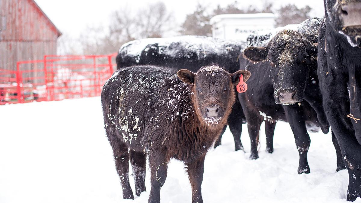 Cow-calf herd in snow.