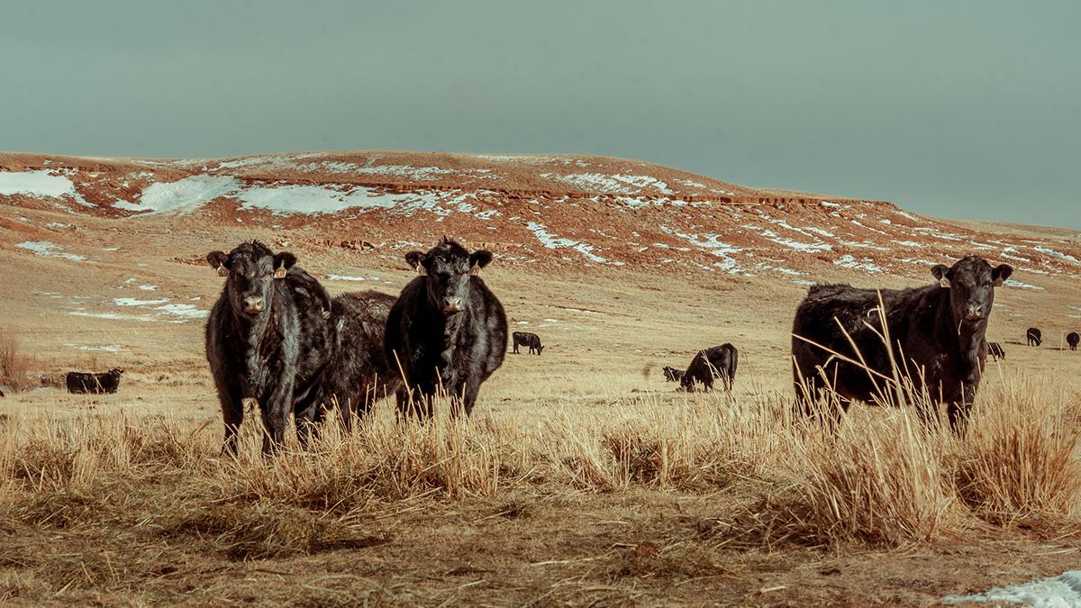 Cattle grazing in winter pasture.