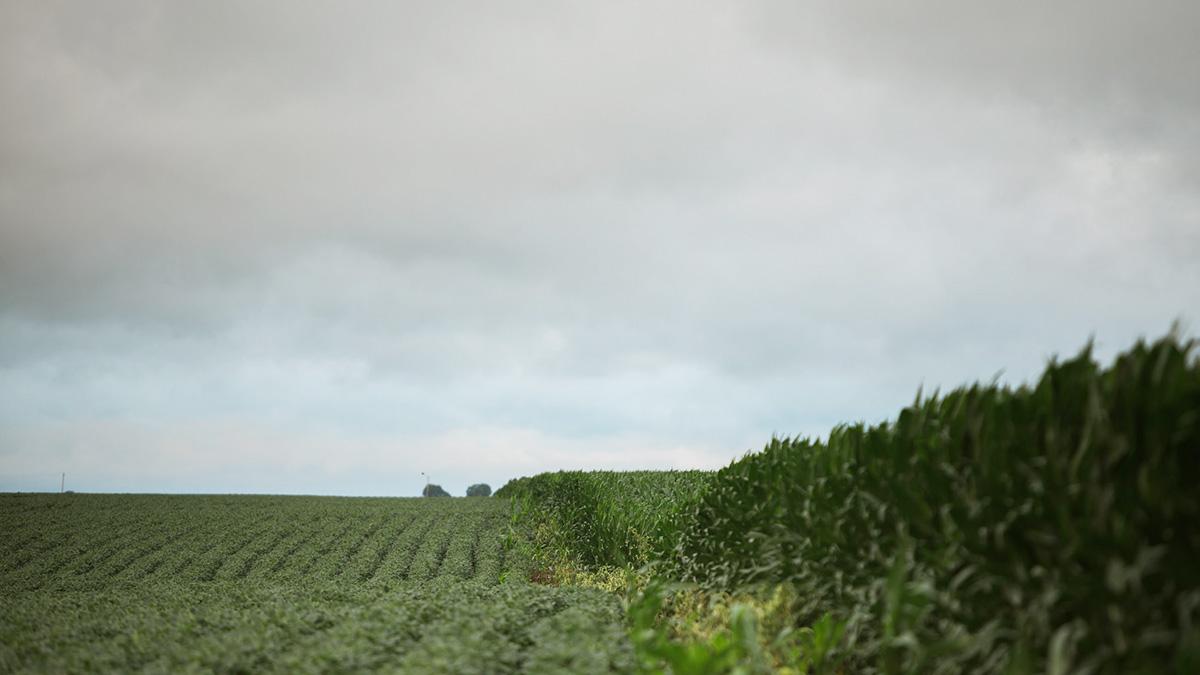 Soybean and corn fields.