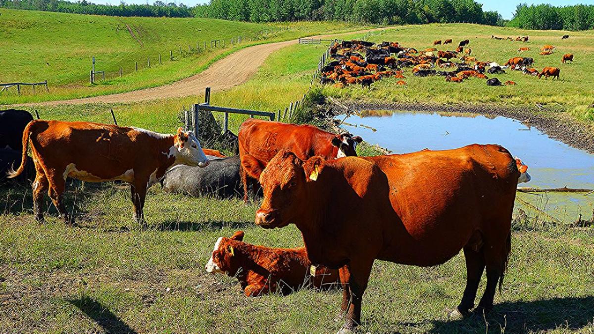 Cattle in pasture.