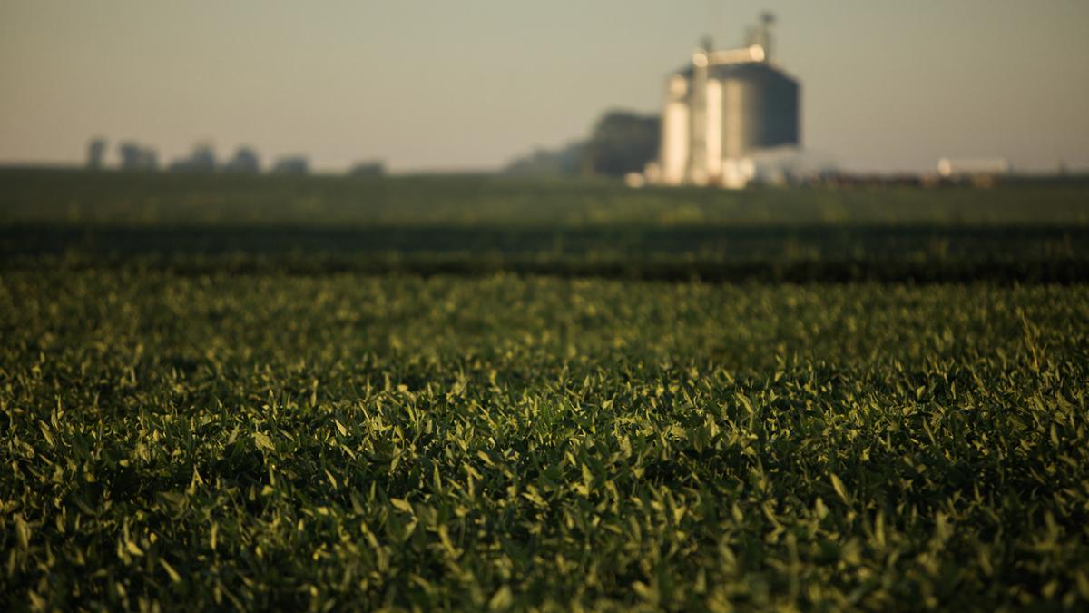 Soybean field photo.