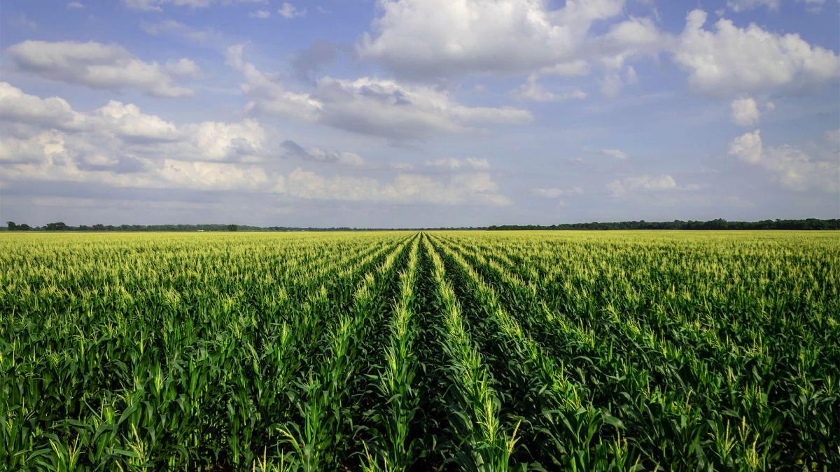 Corn field under blue sky