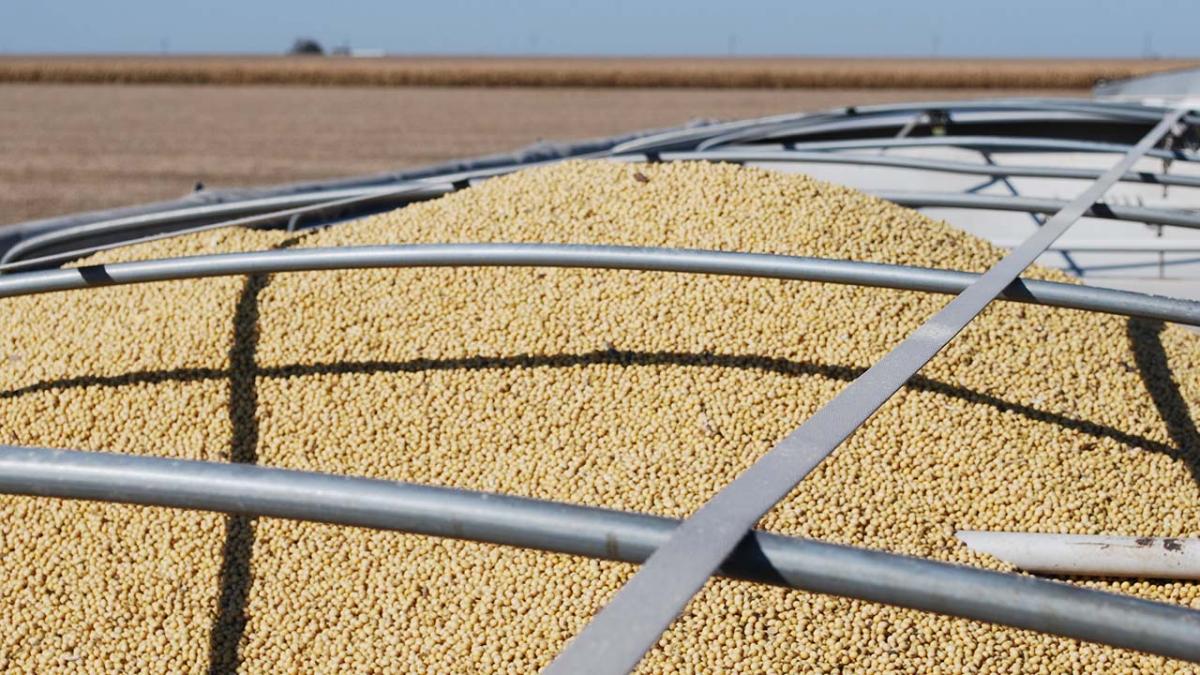 Harvested soybeans in grain truck.