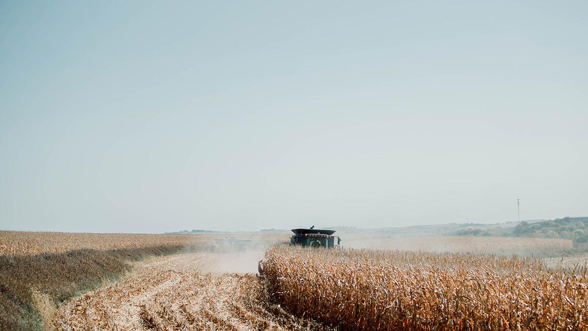 combine harvesting corn.