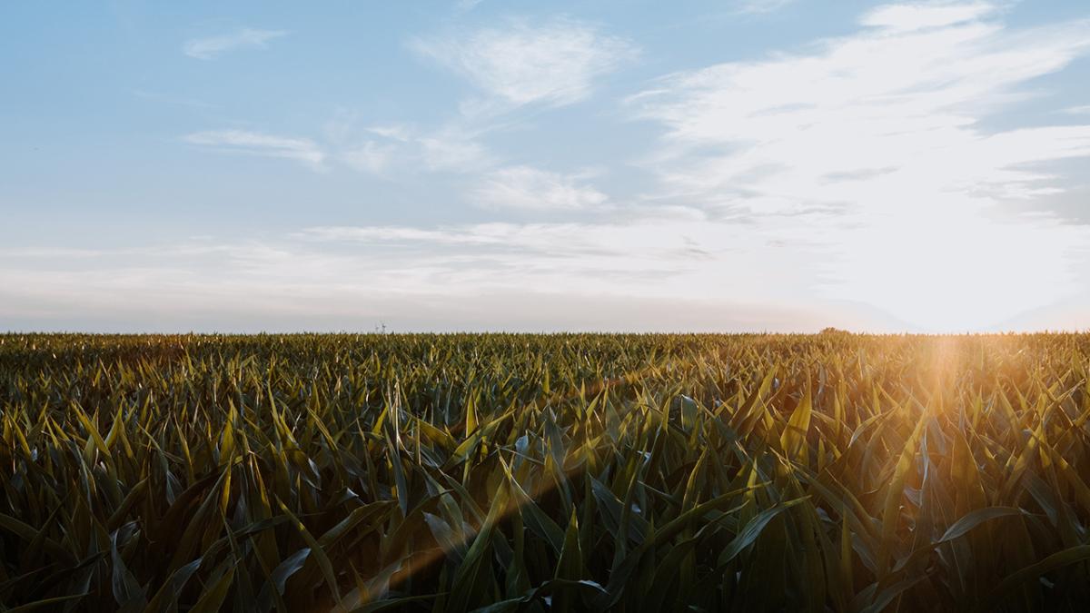 Nebraska corn field at sunrise..