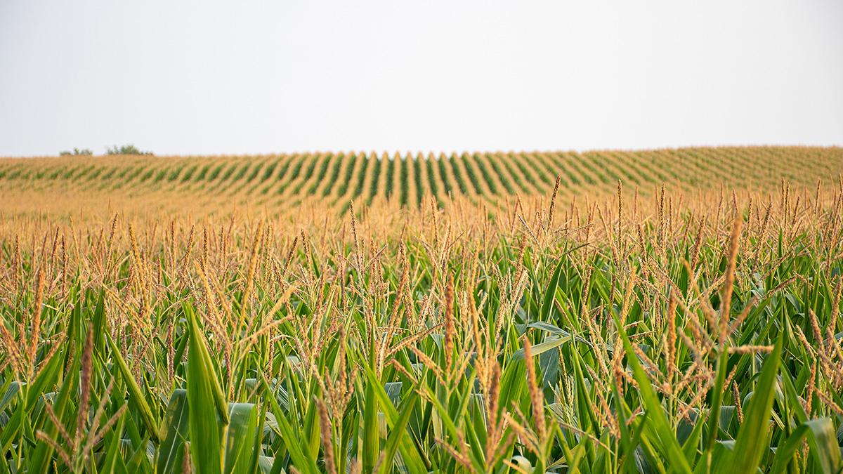 Tassled corn in field.