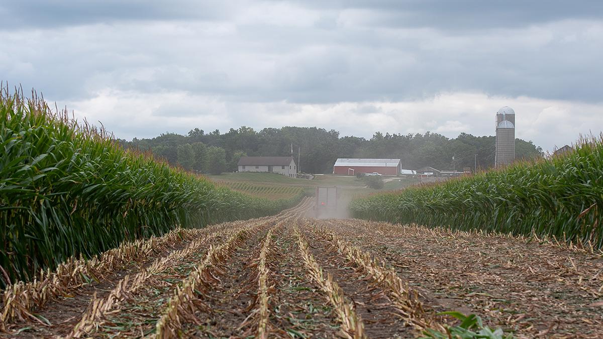 Photo taken down harvested path through corn field.
