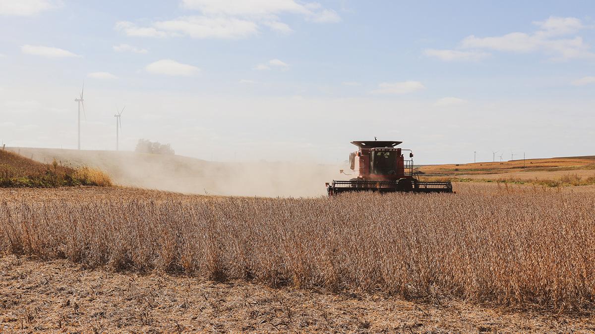 Harvester in soybean field.