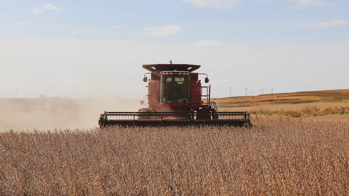 Combine harvesting soybeans.