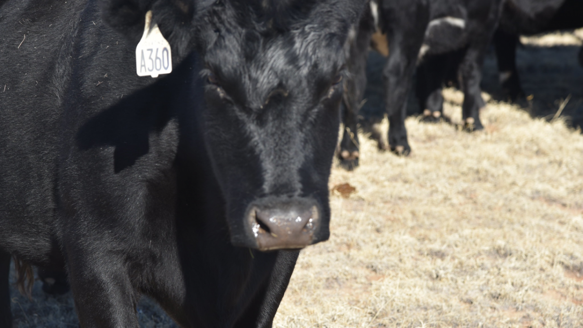 closeup of black cow.