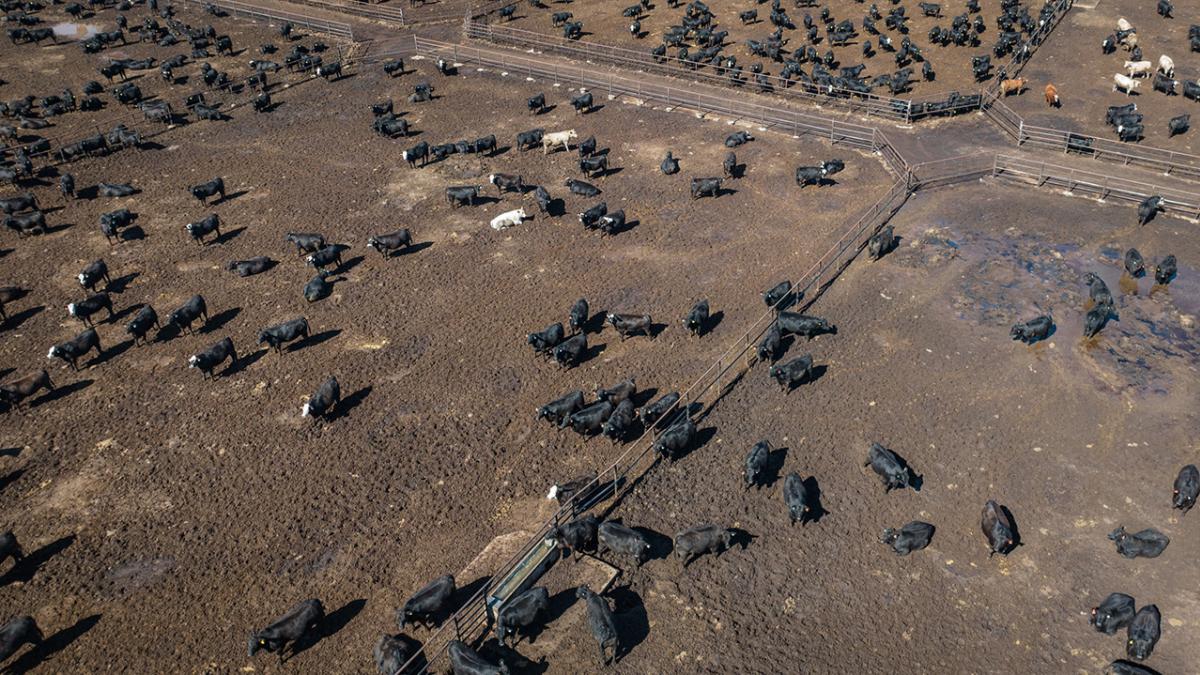 Aerial view of cattle in feedlot pens.