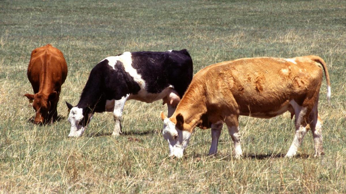Cattle in pasture.