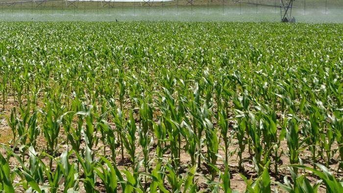 Young corn in field.