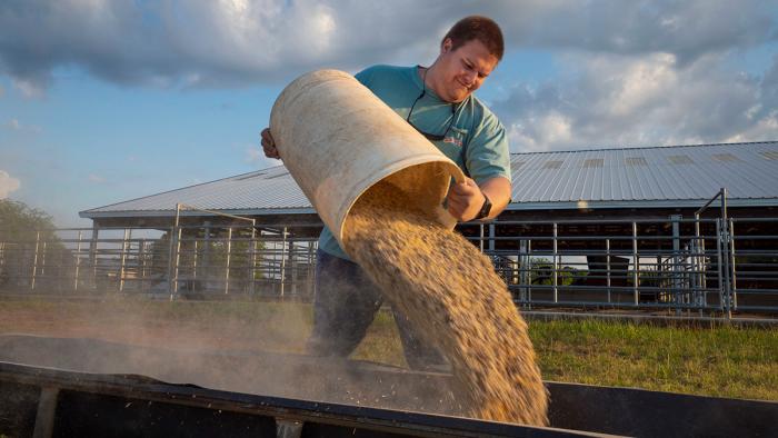Man dumping cattle feed into trough.