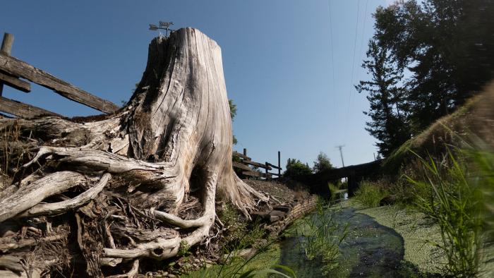 Tree stump near stream.