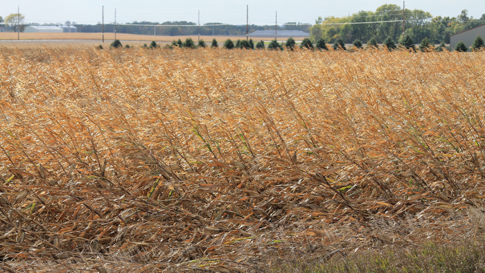 Damaged crops.