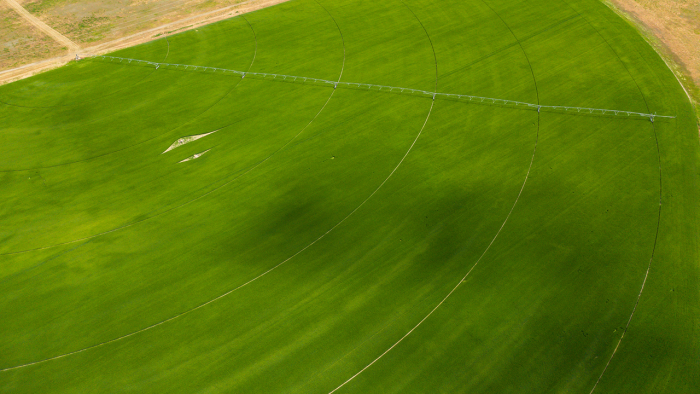 Aerial shot of barley field with pivot.