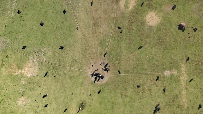 aerial view of cattle grazing. 