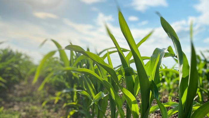 Field corn.