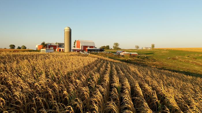 Photo of mature corn and farmstead. 