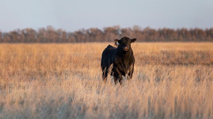 Bull standing in pasture. 
